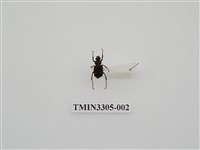 藏品(黑虎斑花金龜)的圖片